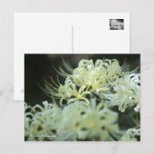 Cluster Amaryllis：Postcard ポストカード (正面/裏面)