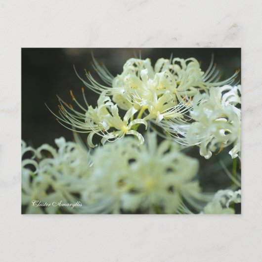 Cluster Amaryllis：Postcard ポストカード (正面)