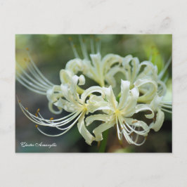 Cluster Amaryllis［Postcard］ ポストカード