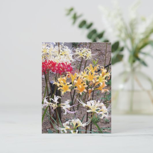 Cluster Amaryllis [Postcard] ポストカード (スタンド正面)