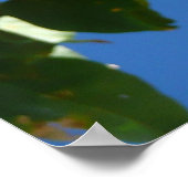 Cluster of Golden Bougainvillea Floral ポスター (角)