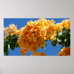 Cluster of Golden Bougainvillea Floral ポスター