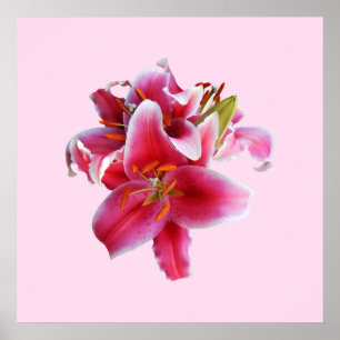 Cluster of Stargazer Lilies ポスター