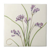 Clusterlily by Mary Vaux Walcott タイル (正面)