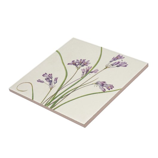 Clusterlily by Mary Vaux Walcott タイル (側面)