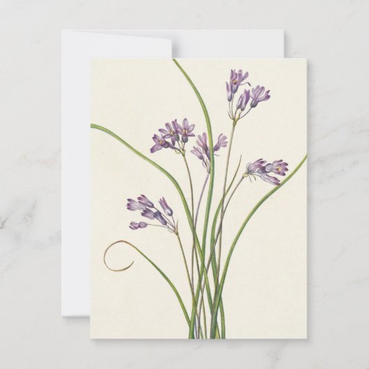 Clusterlily by Mary Vaux Walcott ノートカード (正面)