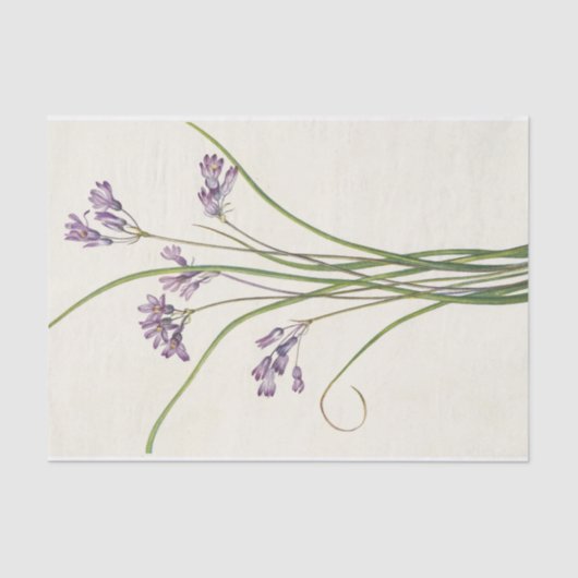 Clusterlily by Mary Vaux Walcott 薄葉紙 (正面)