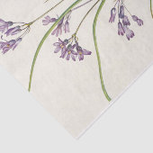 Clusterlily by Mary Vaux Walcott 薄葉紙 (詳細)