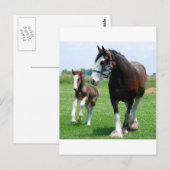 Clydesdaleおよび雌の子馬 ポストカード (正面/裏面)