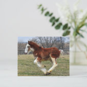 Clydesdaleのスタッドの子馬のランニング ポストカード (スタンド正面)