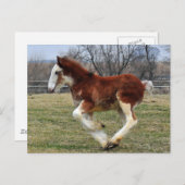 Clydesdaleのスタッドの子馬のランニング ポストカード (正面/裏面)