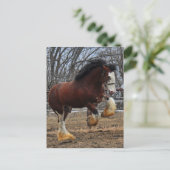 Clydesdaleのスタッドの子馬のランニング ポストカード (スタンド正面)