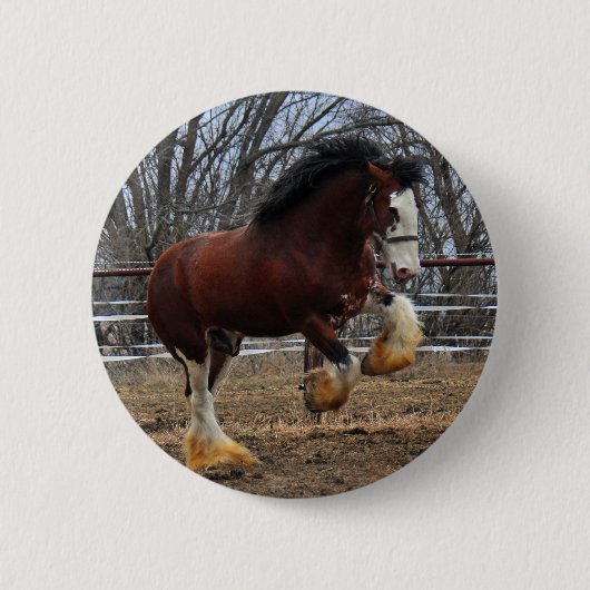 Clydesdaleのスタッドの子馬のランニング 缶バッジ (正面)