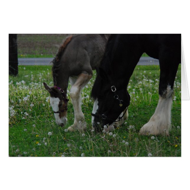 Clydesdaleのロバ及び子馬 (正面横)