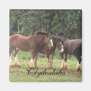Clydesdaleの磁石 マグネット