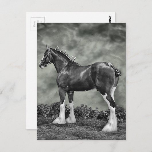 Clydesdaleの種馬B&W ポストカード (正面/裏面)