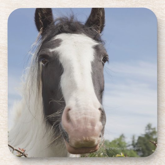Clydesdaleの馬のポートレート コースター (正面)