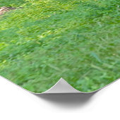 Clydesdale Horse ポスター (角)