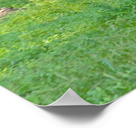 Clydesdale Horse ポスター (角)