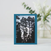 CO山はがきの高い木 ポストカード (スタンド正面)