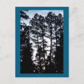 CO山はがきの高い木 ポストカード (正面)