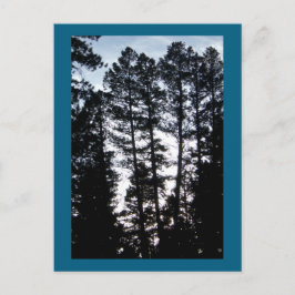CO山はがきの高い木 ポストカード