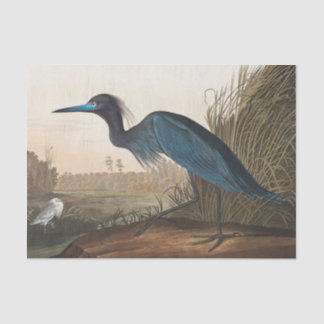 coastal Audobon blue heron Tissue Paper 薄葉紙