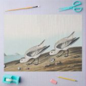 coastal audobon sanderling gulls tissue paper 薄葉紙 (クラフト)