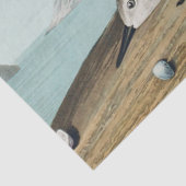 coastal audobon sanderling gulls tissue paper 薄葉紙 (詳細)