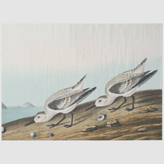 coastal audobon sanderling gulls tissue paper 薄葉紙