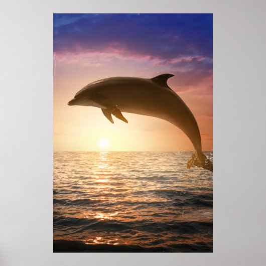 Coastal Dolphin Poster ポスター (正面)