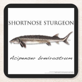 COASTER - STURGEON FISH SHORTNOSE - acigifts@yahoo スクエアペーパーコースター
