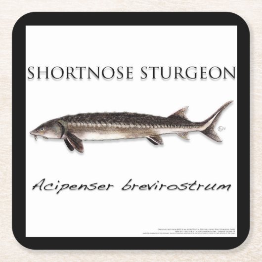 COASTER - STURGEON FISH SHORTNOSE - acigifts@yahoo スクエアペーパーコースター (正面)