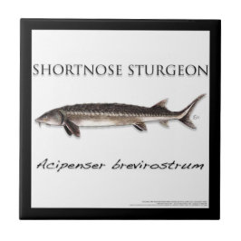 COASTER - STURGEON FISH SHORTNOSE - acigifts@yahoo タイル