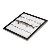 COASTER - STURGEON FISH SHORTNOSE - acigifts@yahoo タイル (側面)