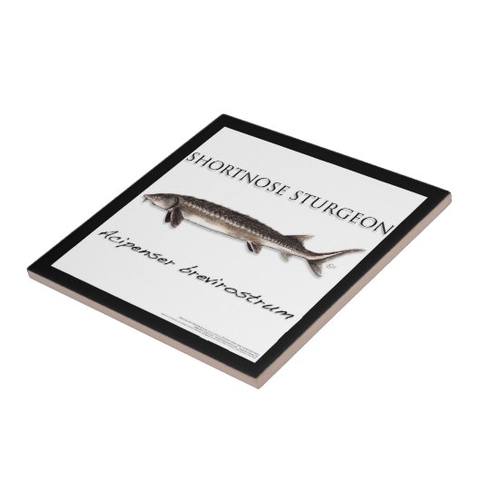 COASTER - STURGEON FISH SHORTNOSE - acigifts@yahoo タイル (側面)