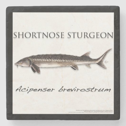 COASTER - STURGEON SHORTNOSE - acigifts@yahoo.com ストーンコースター (正面)