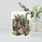 CoatamundiまたはホワイトノーズCoati ポストカード (スタンド正面)