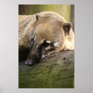 Coatiのクローズアップポスター ポスター