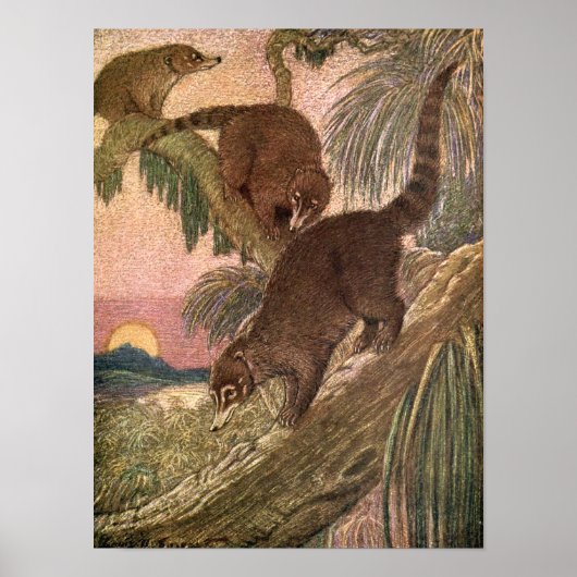 Coatimundi by Louis Sargent, Vintage Wild Animals ポスター (正面)