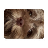  "COCKAPOO" MAGNET マグネット (横)