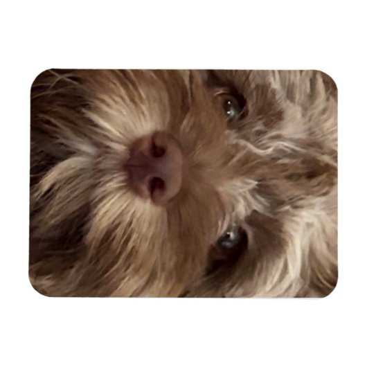  "COCKAPOO" MAGNET マグネット (横)