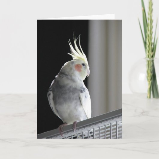 Cockatielの挨拶状 カード (正面)