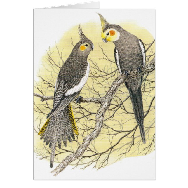 Cockatielの組- Nymphicusのhollandicus (正面)