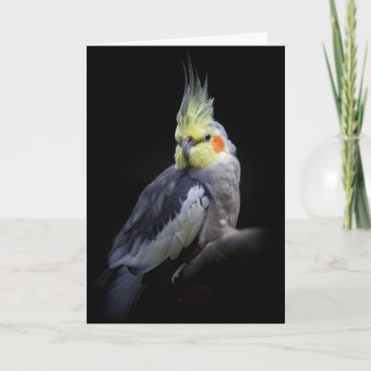 Cockatielカード カード (正面)