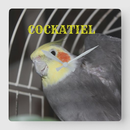 COCKATIELクローズアップスクウェア時計 スクエア壁時計 (正面)