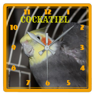 COCKATIELクローズアップ正方時計 スクエア壁時計