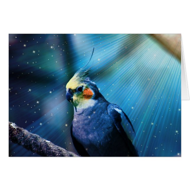 Cockatiel (正面横)