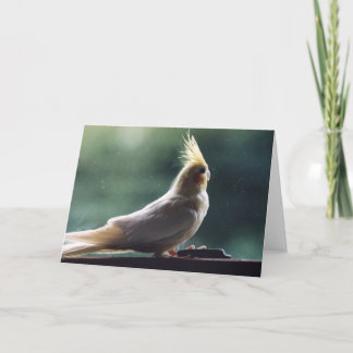 "Cockatiel"の鳥の写真撮影の挨拶状 カード