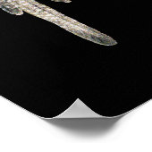 Cockatiel Pair - Nymphicus hollandicus on Black ポスター (角)